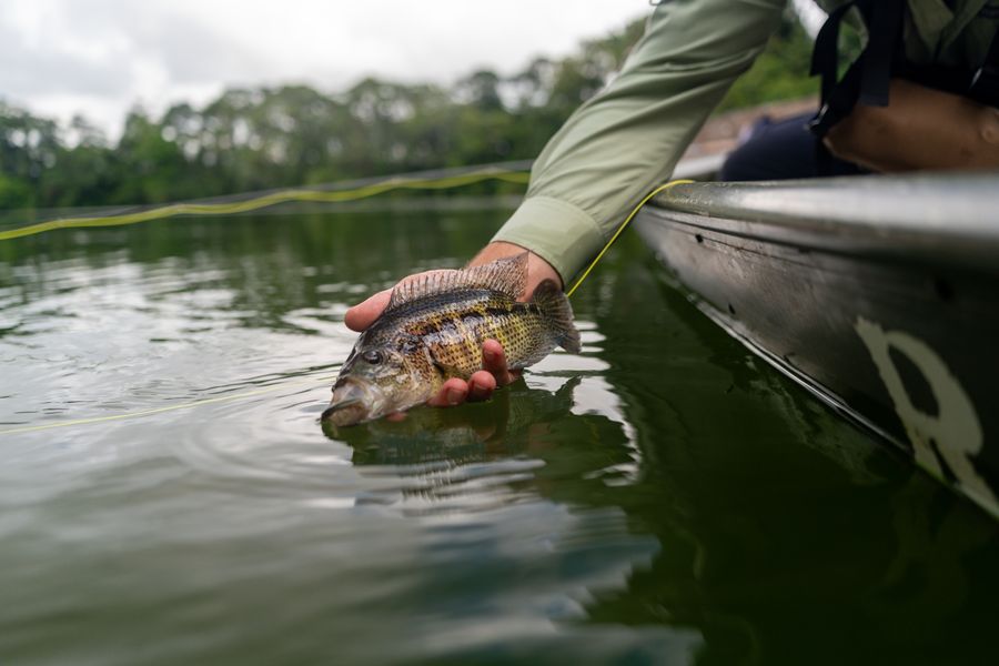 Guapote azul (Rainbow Bass) sostenido sobre el agua antes de liberarlo